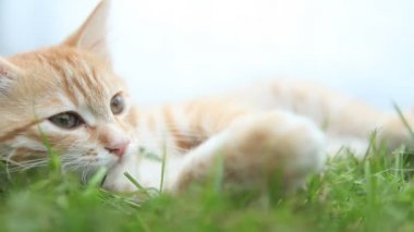küçük kırmızı kedi yeşil çim üzerinde yalan
