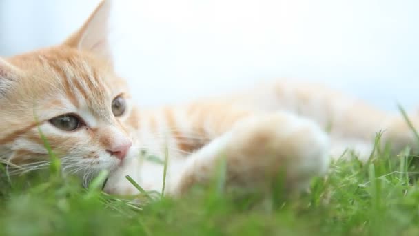 Kleine rote Katze liegt auf grünem Gras Lizenzfreies Stock-Filmmaterial