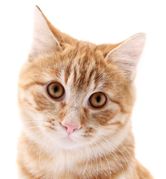 Retrato de gato vermelho no fundo branco — Fotografia de Stock