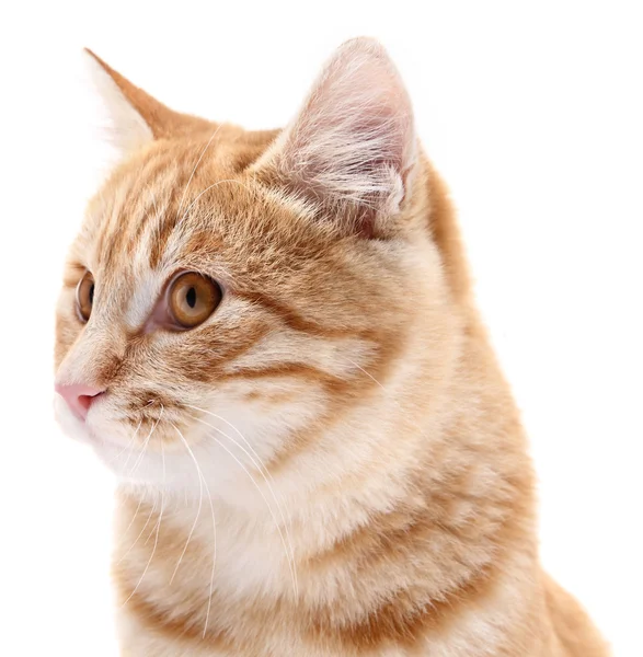 白い背景に赤い猫の肖像画 — ストック写真