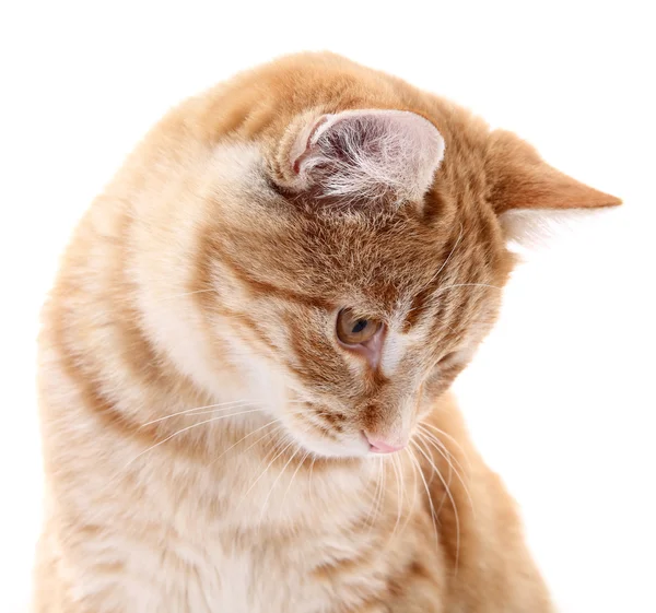 Retrato de gato vermelho no fundo branco — Fotografia de Stock