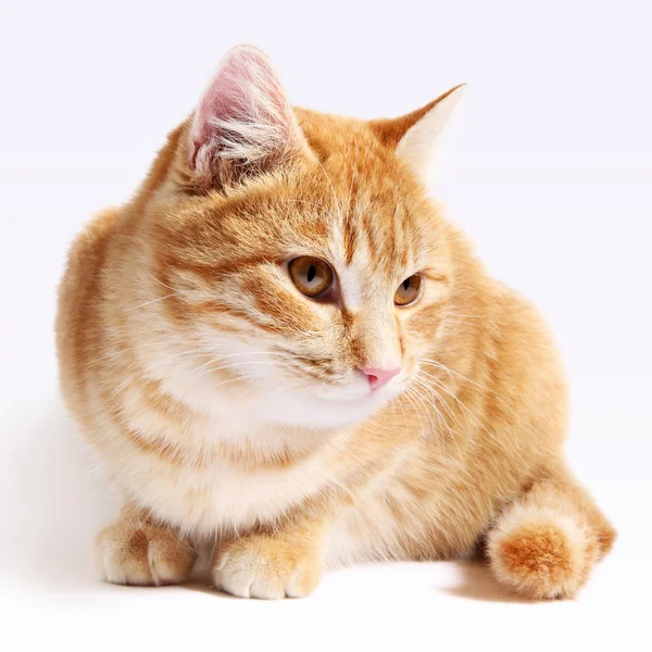 Red cat isolated on white background — Stock Photo, Image