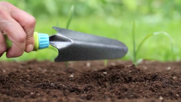 Mãos plantando uma planta cultivada de sementes no chão — Vídeo de Stock