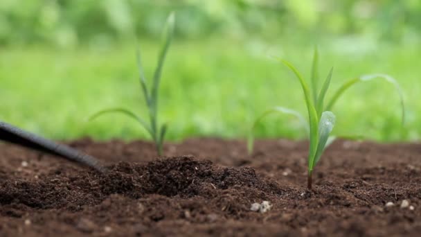 Manos plantando una plántula en el suelo — Vídeo de stock