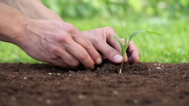 Mãos plantando uma planta cultivada de sementes no chão — Vídeo de Stock