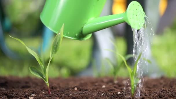 Trädgårdsmästare som bevattnar växterna i trädgården — Stockvideo