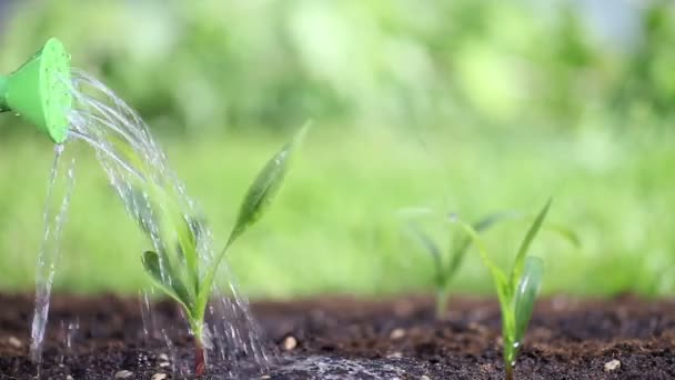 Regar as plantas no jardim — Vídeo de Stock