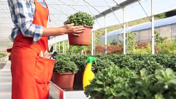 Mulher no trabalho em estufa com spray, plantas de cuidados para o crescimento — Vídeo de Stock