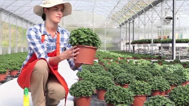 Woman at work in greenhouse with spray, care plants to growth — Stock Video