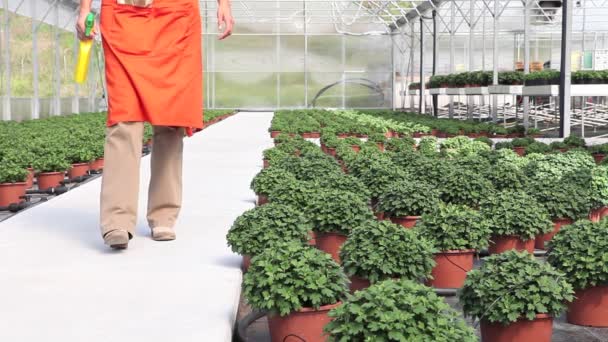 Mujer en el trabajo en invernadero con spray, plantas de cuidado para el crecimiento — Vídeo de stock