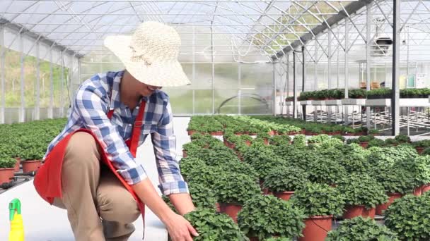 Mujer sonriente en invernadero con plantas — Vídeos de Stock