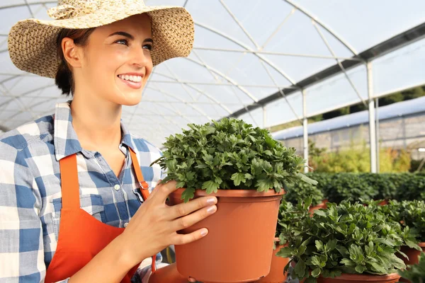 Mulher sorrindo que trabalha na estufa, com uma planta potted na mão — Fotografia de Stock