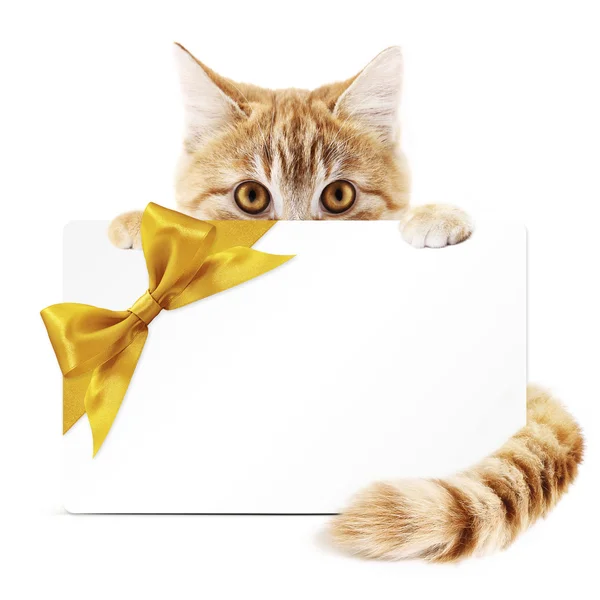 Cat gift card with golden ribbon bow Isolated on white backgroun — Stock Photo, Image