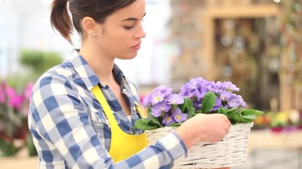 Conceito de primavera jardim, florista mulher trabalhando com flores cesta de vime branco de prímulas roxas — Vídeo de Stock