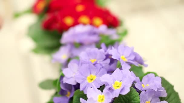 garden springtime concept, woman florist hand touch flowers of purple primroses