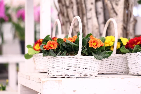 Primrose flowers in white wicker basket — Stock Photo, Image