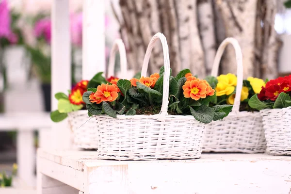 Flores de onagra en canasta de mimbre blanco —  Fotos de Stock