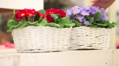 Bahçe bahar kavramı, campanula'lar hasır sepet Çiçek çiçekçi kadın el ile çalışan beyaz