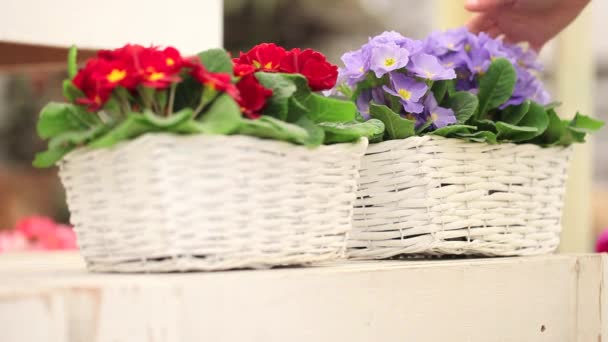 Jardín primavera concepto, floristería mujer manos trabajando con blanco mimbre cesta flores de primaveras — Vídeo de stock