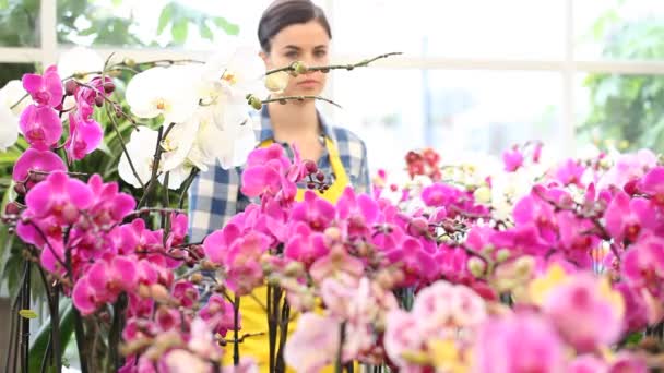 Woman walking in the garden of flowers and touches an white orchid — Stock Video