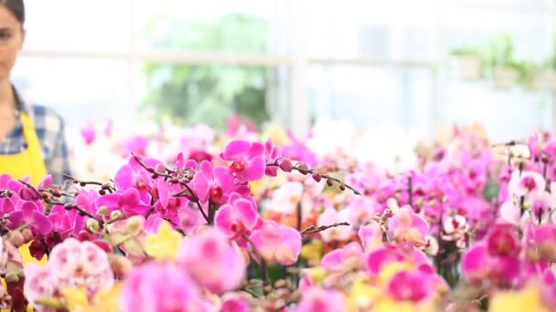 Mujer caminando en el jardín de flores, toca y huele una orquídea — Vídeo de stock