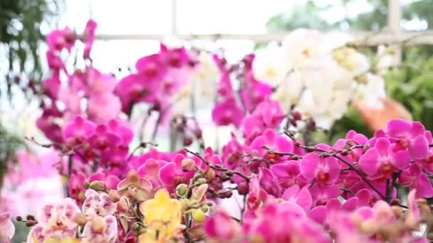 Mujer caminando en el jardín de flores, toca y huele una orquídea — Vídeo de stock