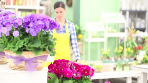 Jardin printemps concept, femme fleuriste sourire avec des fleurs panier en osier blanc de primevères pourpres — Video