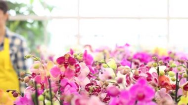 çiçekler, bahçede yürüyen kadın dokunur ve orkide kokuyor