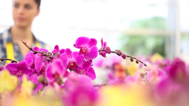 Wandelen in de tuin van bloemen, vrouw raakt en ruikt een orchidee — Stockvideo