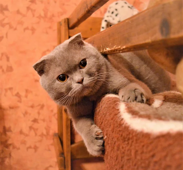 Gri Kedi Yatak Odasındaki Ahşap Bir Ranzada Yakın Plan — Stok fotoğraf