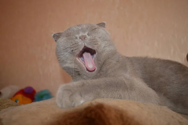 Gri Kedi Yatak Odasındaki Ahşap Bir Ranzada Yakın Plan — Stok fotoğraf