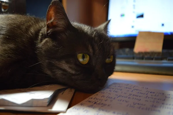 Gato Británico Color Oscuro Cerca Escritorio — Foto de Stock