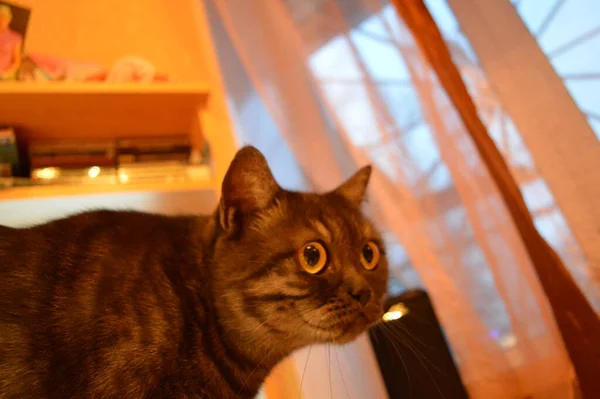 Brittisk Katt Mörk Färg Närbild Skrivbordet — Stockfoto