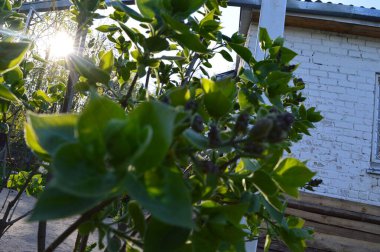 Güneşin ışınlarının içinden geçtiği yeşil bir çalı.