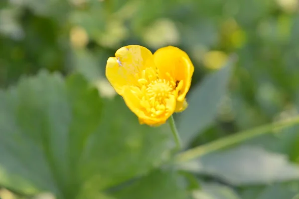 Yellow Flower Close Background Green Grass — Stock Photo, Image