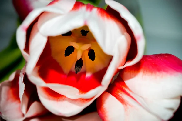 White Pink Tulip Bud Close White Table — Stock Photo, Image