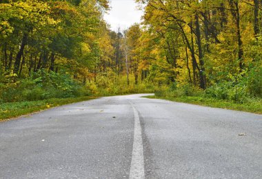 Beyaz şeritli çift taraflı yol, iki tarafında sonbahar ormanı var.