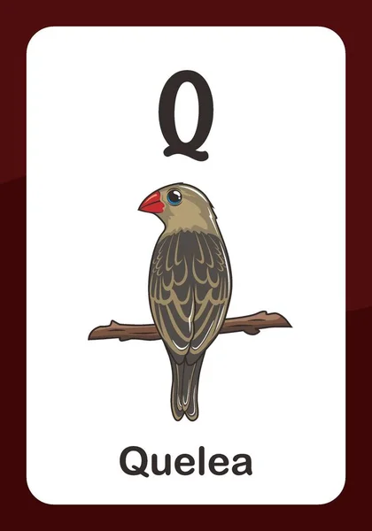 Animal Alphabet Flashcard Για Πουλί Quelea — Διανυσματικό Αρχείο