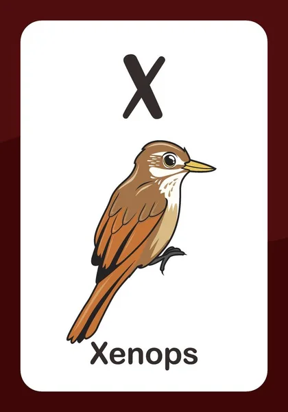 Animal Alphabet Flashcard Για Πουλί Xenops — Διανυσματικό Αρχείο