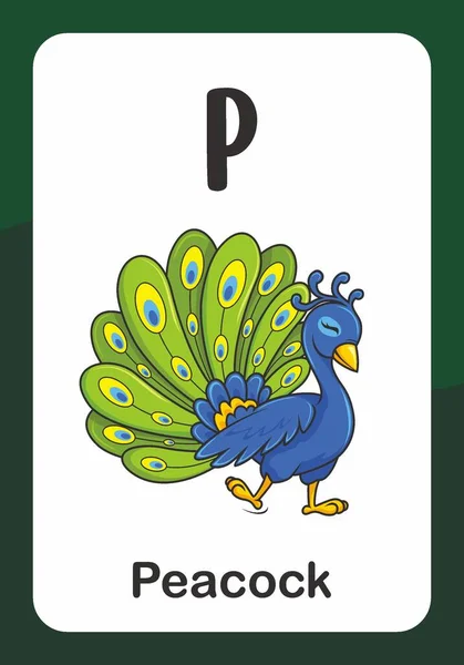 Animal Alphabet Flash Card Peacock — стоковый вектор