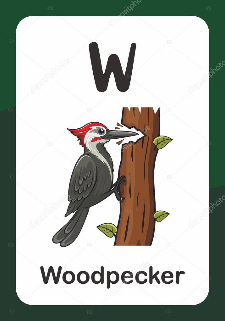 Animal Alphabet Flash Card - W for Woodpecker Bird