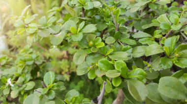 Canlı, yeşil, küçük yapraklı bitkilerin doğal güneş ışığında gelişiminin detaylı bir görüntüsü. Doğa temalı tasarımlar için ideal organik güzellik ve taze botanik dokuyu yakalar.