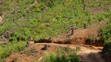 Yeniden ekilmek için yeni kesilmiş eski çam ormanları. Orman ağaçlarını orada tutmak suyun taşmasını ve kurumasını önleyebilir.