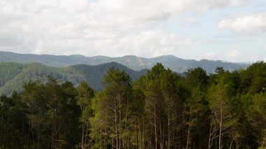 Dağ tepeleri ağaçlarla kaplı ve sisli bir arka plan, dramatik bir izlenim veriyor. duvar kağıdı veya grafik kaynağı olarak kullanmak için uygun resimler