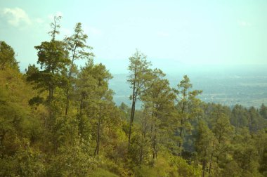 Dağ tepeleri ağaçlarla kaplı ve sisli bir arka plan, dramatik bir izlenim veriyor. duvar kağıdı veya grafik kaynağı olarak kullanmak için uygun resimler