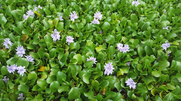 Voda Hyacinth Rostlina Která Snadno Pěstuje Vodě Mnoha Populací Může — Stock fotografie