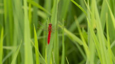 Çimlere tüneyen bir yusufçuk. Yusufçuklar çiftçiler için iyi bir durumdur, yani bitkileri rahatsız eden zararlı böcekler yoktur.