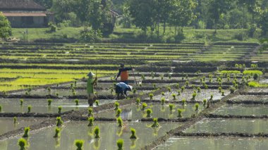 Some farmers are working in the fields after the harvest season. Ponorogo, East Java, Indonesia. 27-03-2021