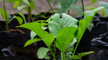 Poşetlerde hardal bitkileri