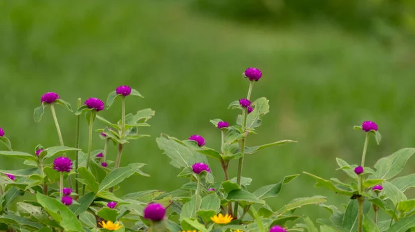 Flower gardens in summer, with various kinds of beautiful flowers are the target of butterflies sucking honey